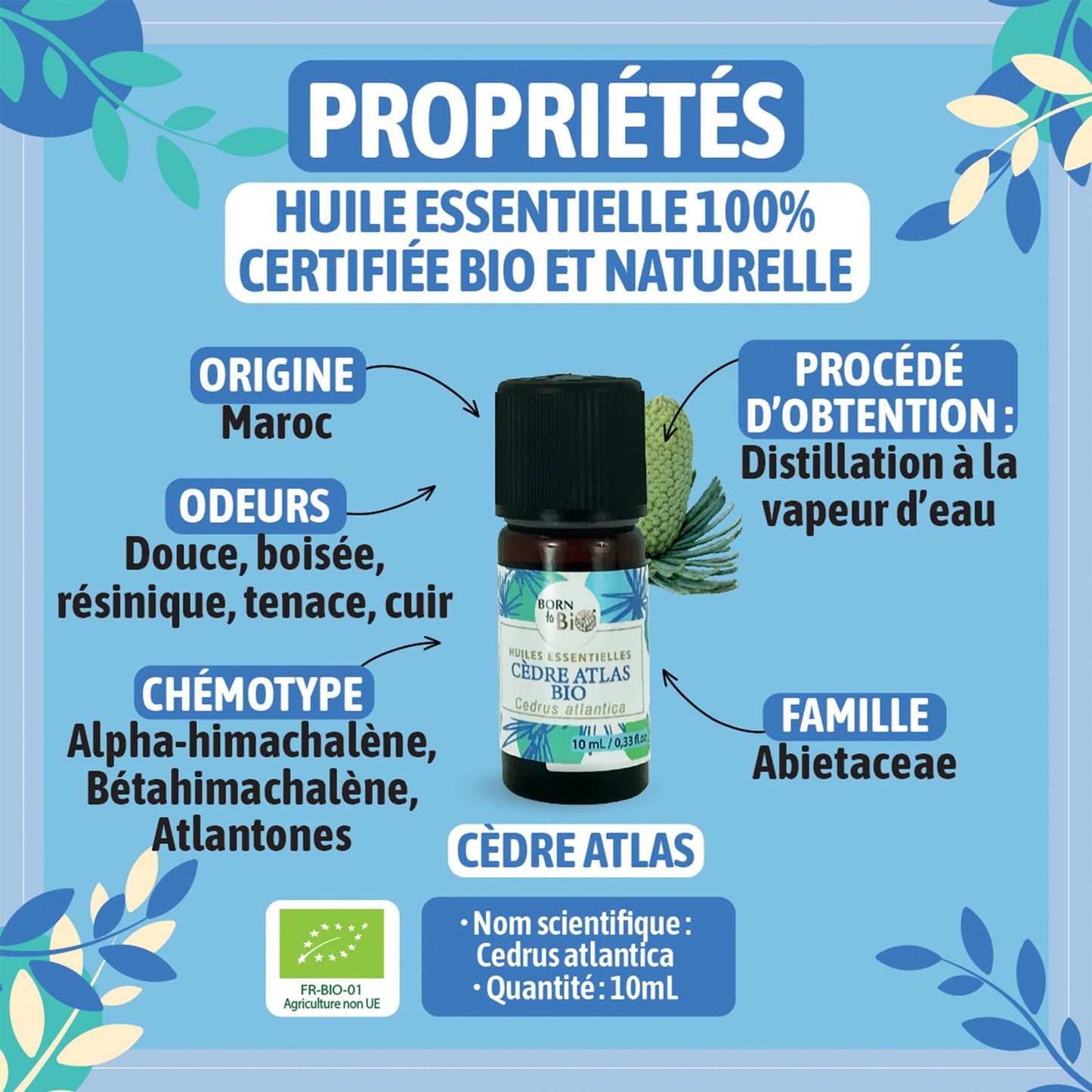 Organic Atlas Cedar essential oil-1