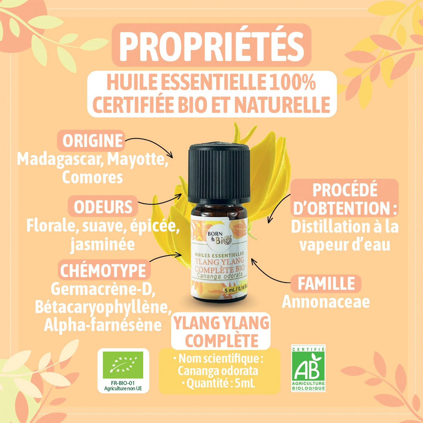 Organic complete Ylang ylang essential oil-1