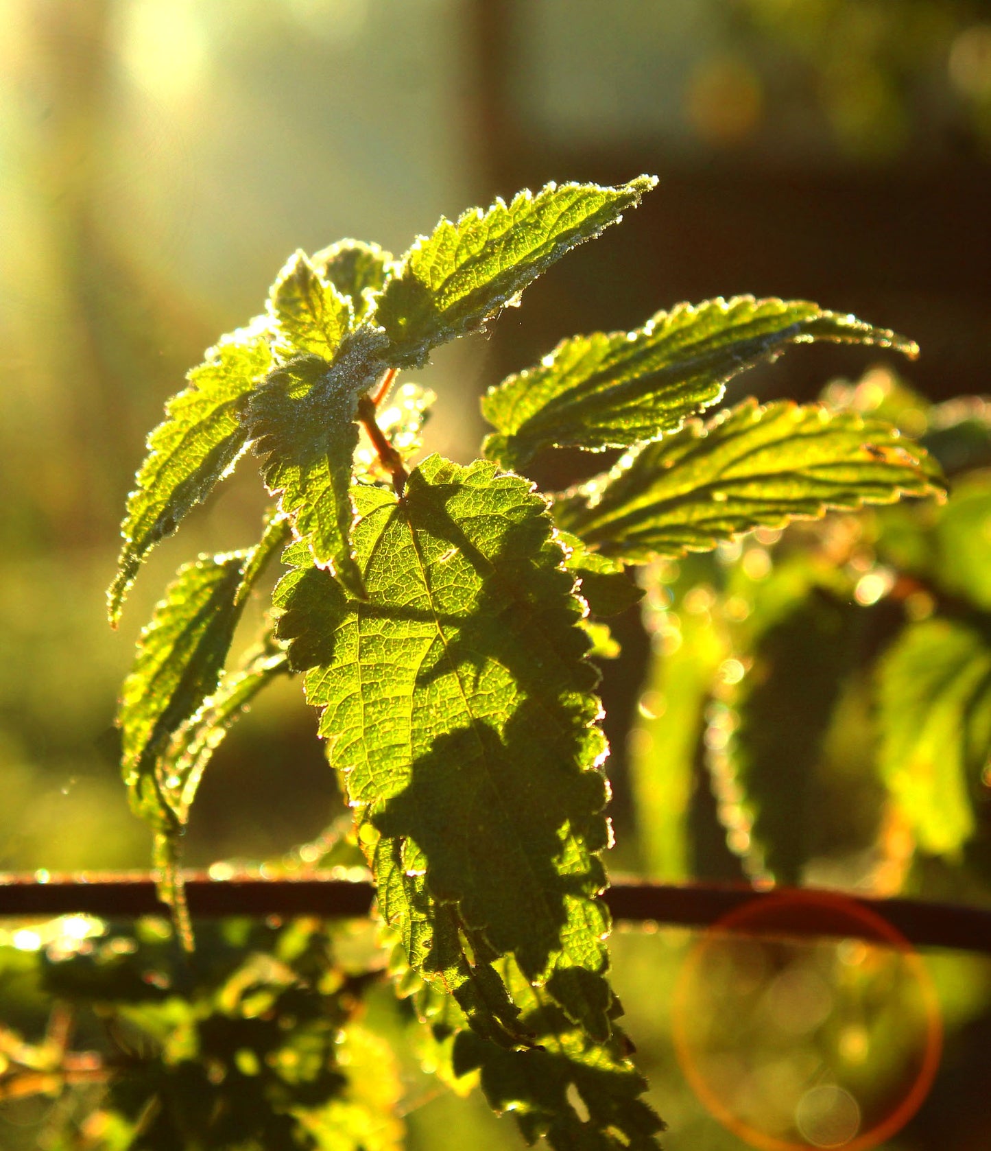 THE INCREDIBLE ORGANIC NETTLE - Food Supplement-6